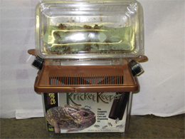 Reptile accessories