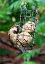 Sparrow eating fatballs