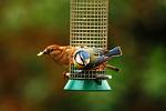 Wild Birds Feeding