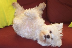 dog sleeping