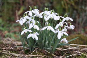 snowdrops