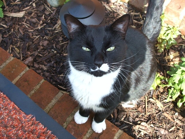 Milo