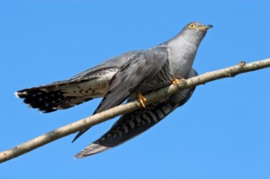 cuckoo