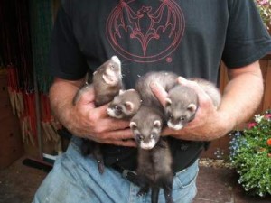 Ferrets