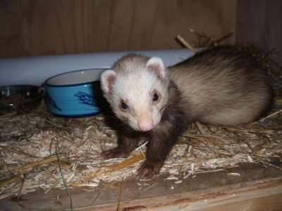 Slinky