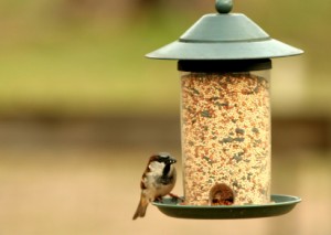 feeding sparrow