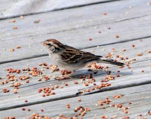 sparrow