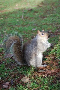 squirrel
