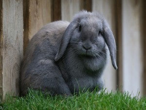 pet rabbit