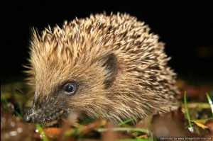 hedgehog-Optimized