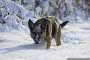 Dog in snow